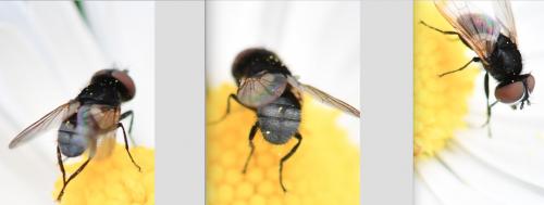 Phasia barbifrons